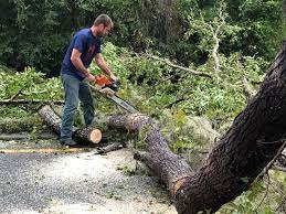 Best Tree Risk Assessment  in Jurupa Valley, CA