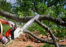 Best Hedge Trimming  in Jurupa Valley, CA