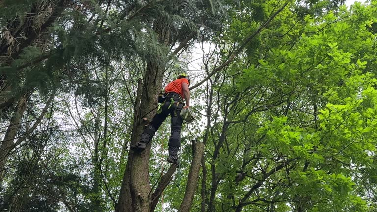 Trusted Jurupa Valley, CA Tree Care Services Experts